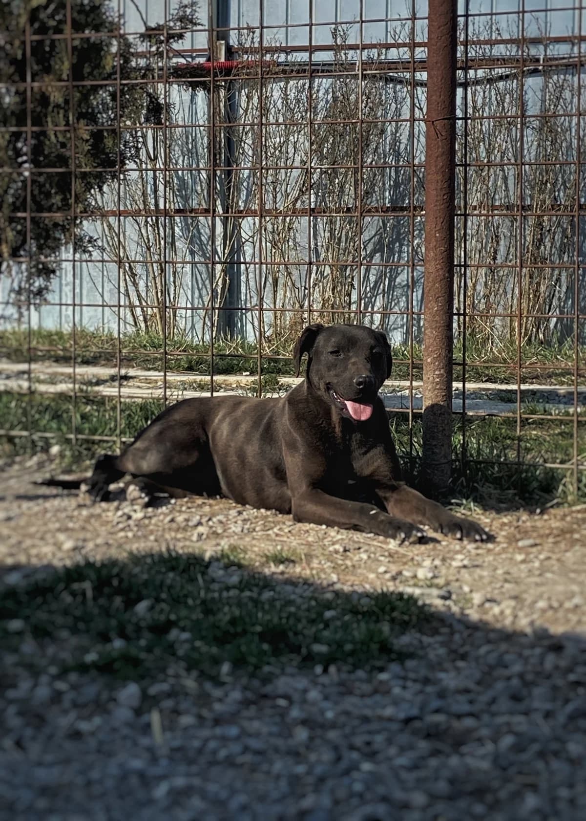 Celia, female young Mixed Breed for adoption at Arca lui Noe Cluj, Cluj-Napoca
