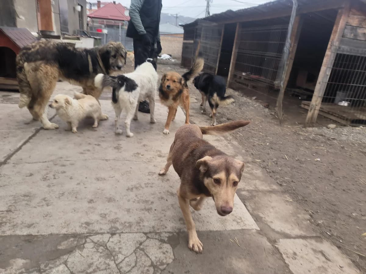 Cioco, male young Mixed Breed for adoption at Arca lui Noe Cluj, Cluj-Napoca