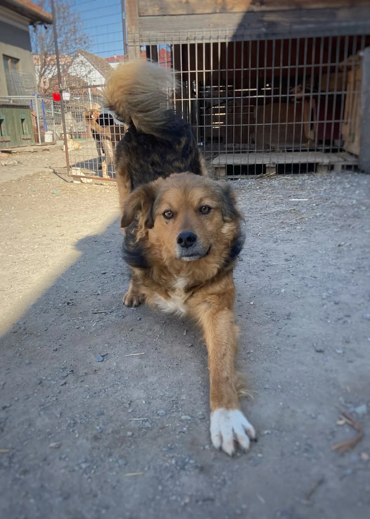 Ciresel, male young Mixed Breed for adoption at Arca lui Noe Cluj, Cluj-Napoca