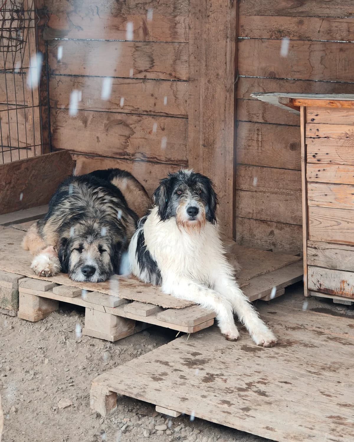 Croco, male young Mixed Breed for adoption at Arca lui Noe Cluj, Cluj-Napoca