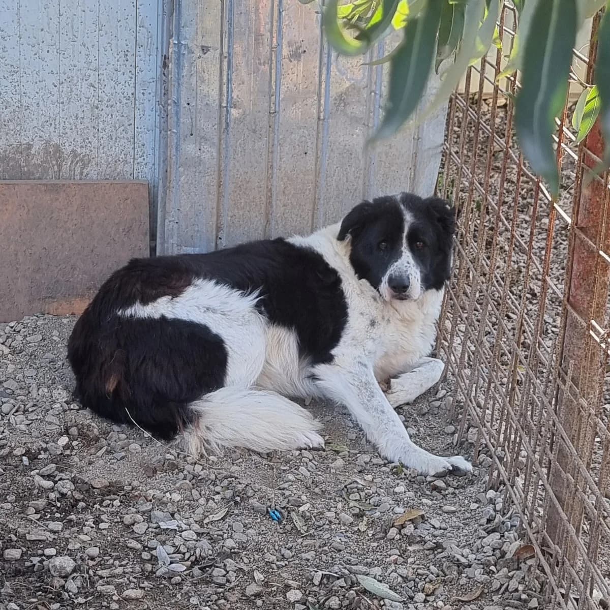 Crystal, female senior Mixed Breed for adoption at Arca lui Noe Cluj, Cluj-Napoca