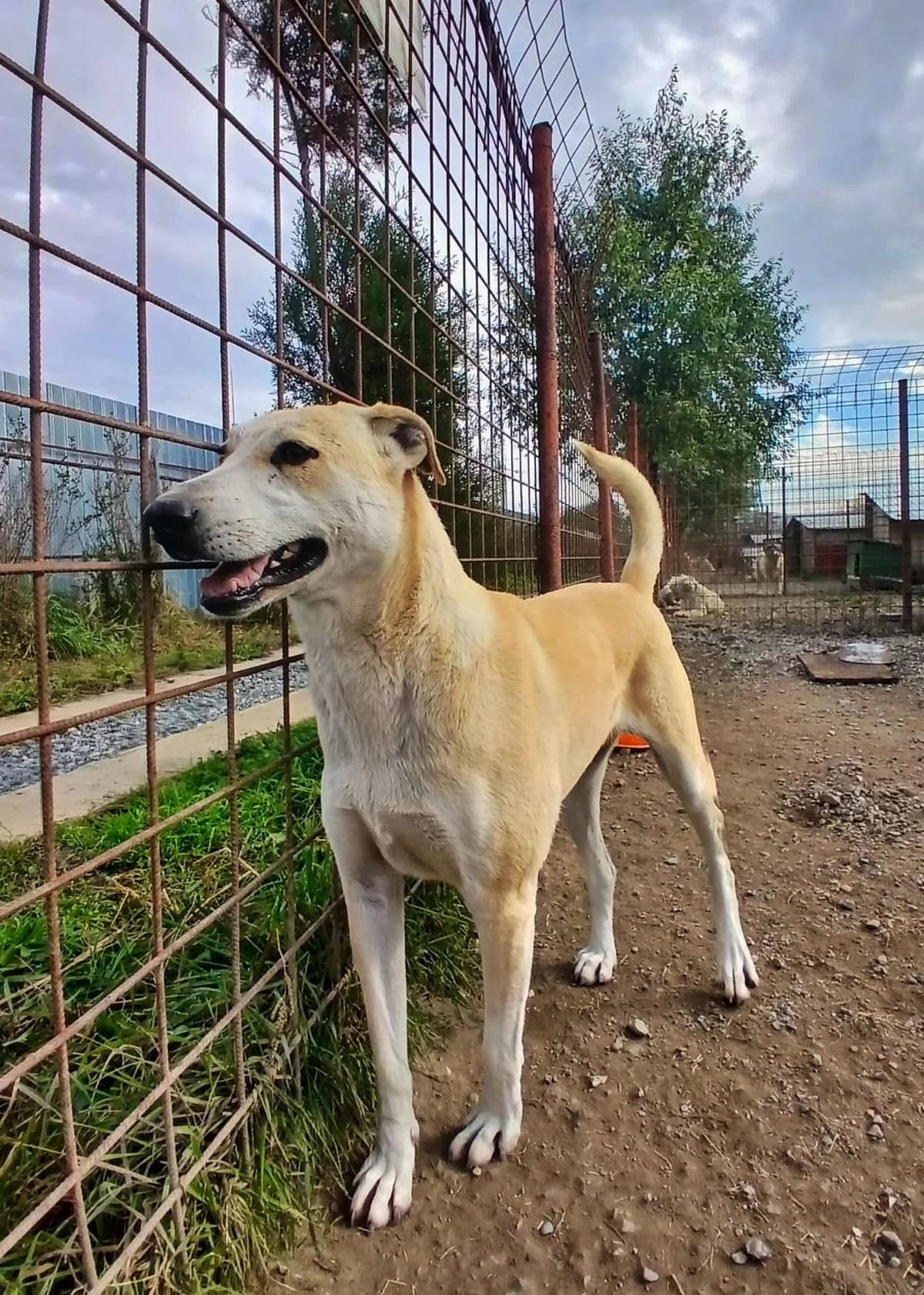 Dalma, female 7yo Mixed Breed for adoption at Arca lui Noe Cluj, Cluj-Napoca