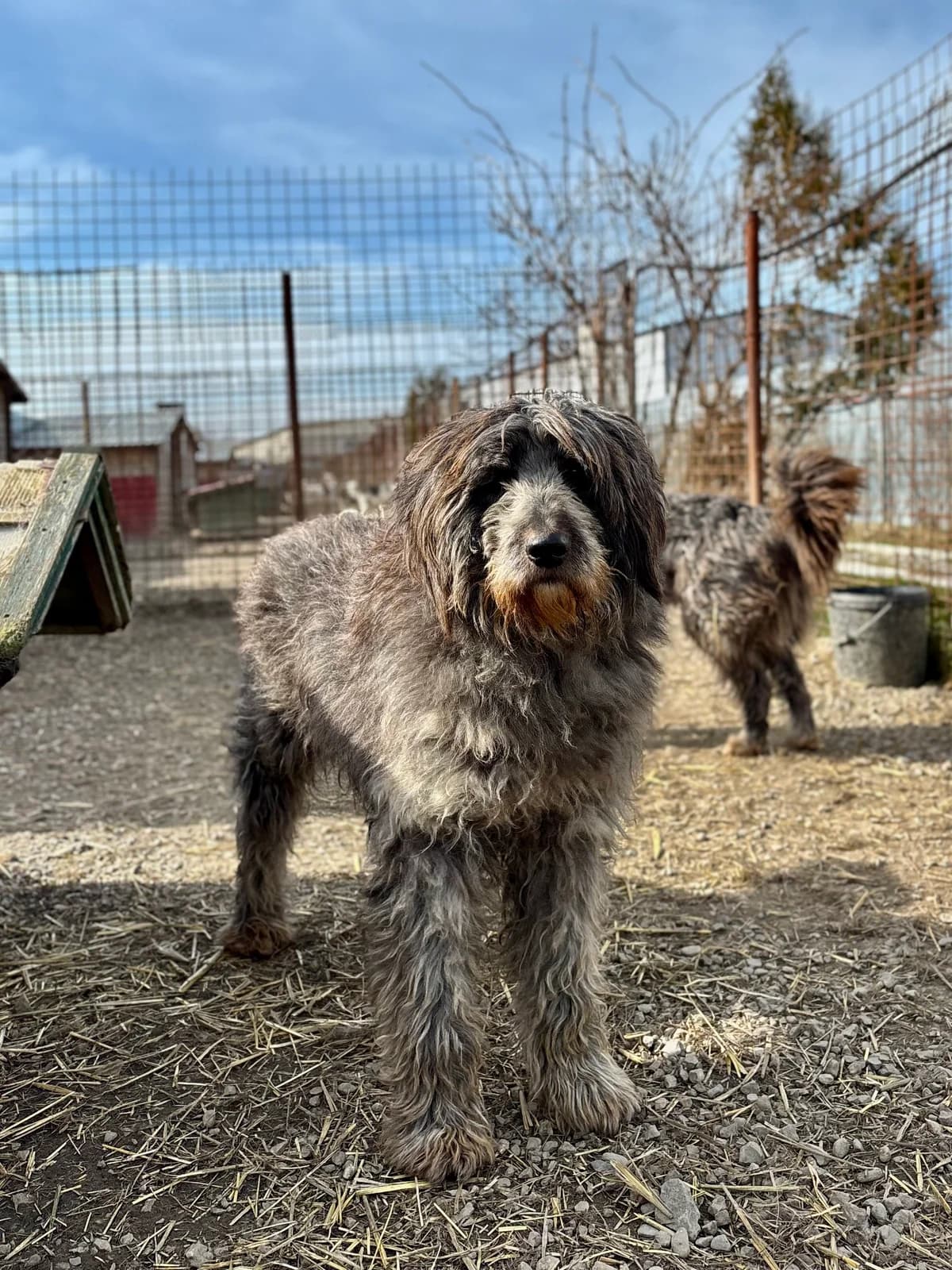 Dante, male 5yo Mixed Breed for adoption at Arca lui Noe Cluj, Cluj-Napoca