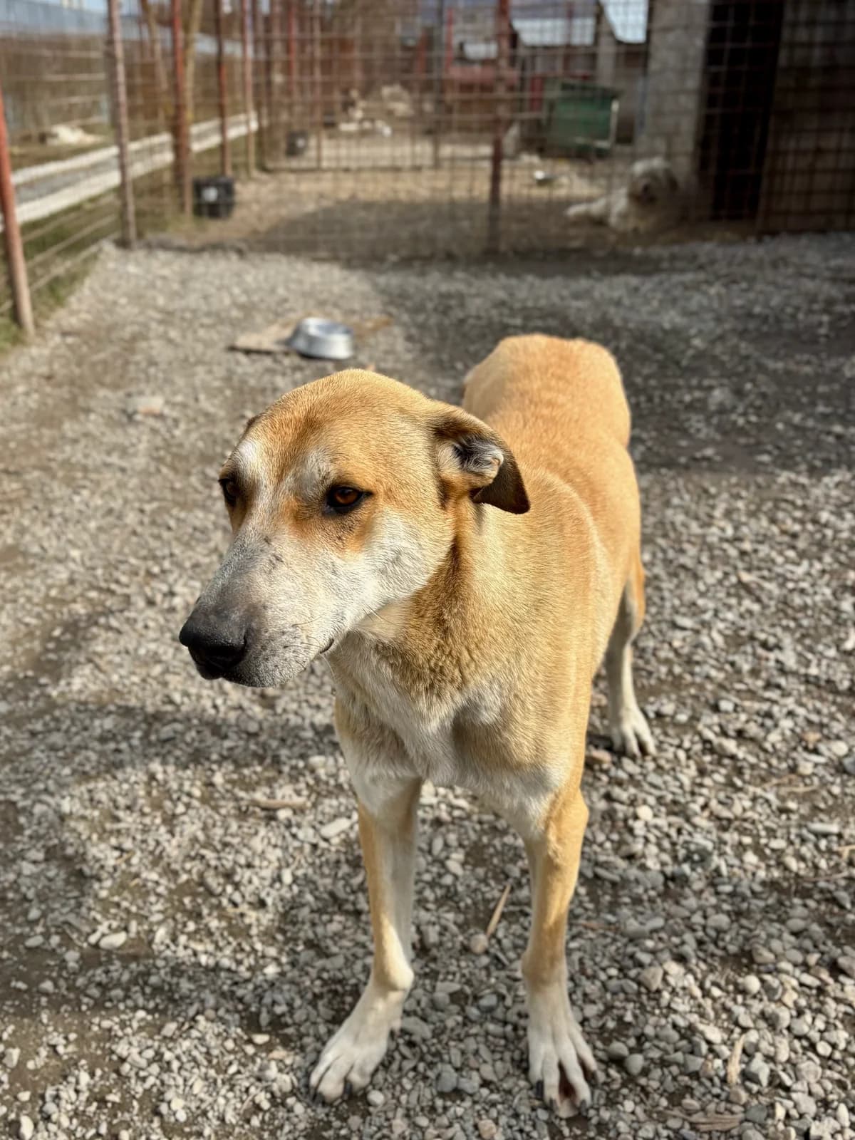 Dexter, male 7yo Mixed Breed for adoption at Arca lui Noe Cluj, Cluj-Napoca
