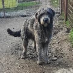 Dozer, male 5yo Mixed Breed for adoption at Arca lui Noe Cluj, Cluj-Napoca
