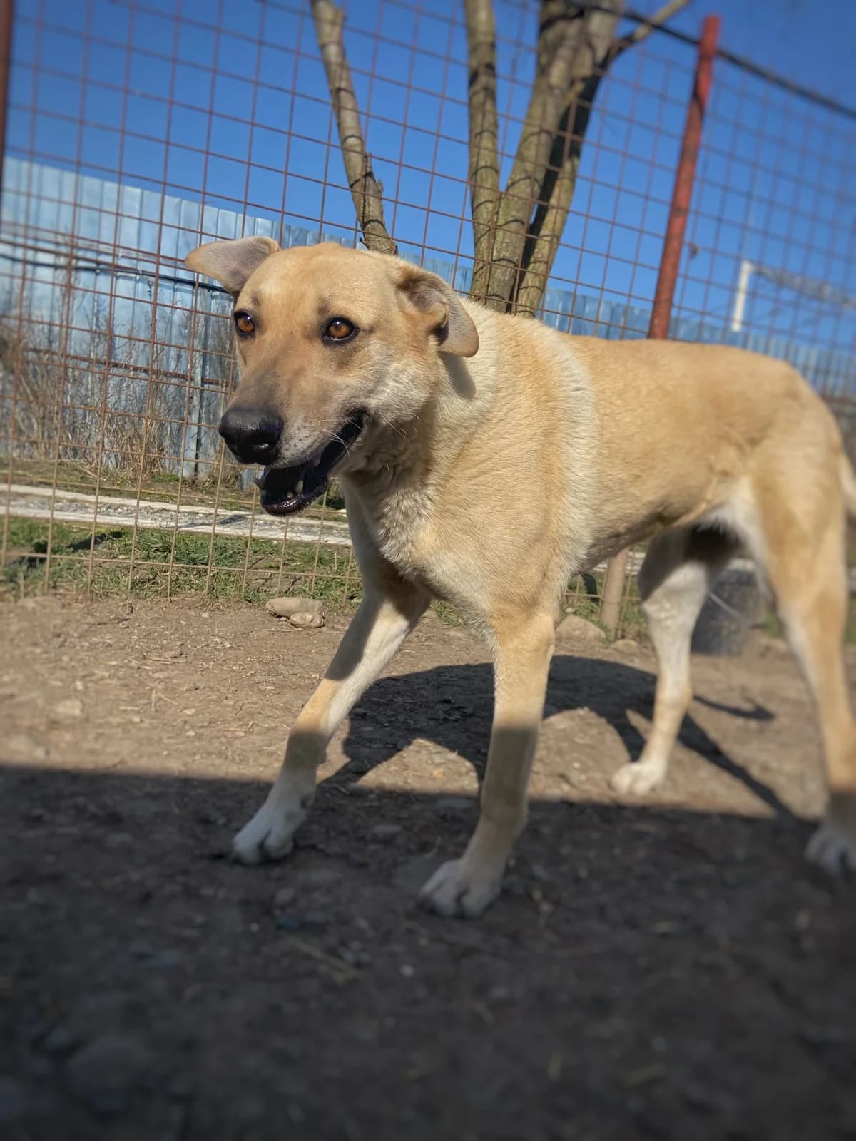 Durka, female 7yo Mixed Breed for adoption at Arca lui Noe Cluj, Cluj-Napoca