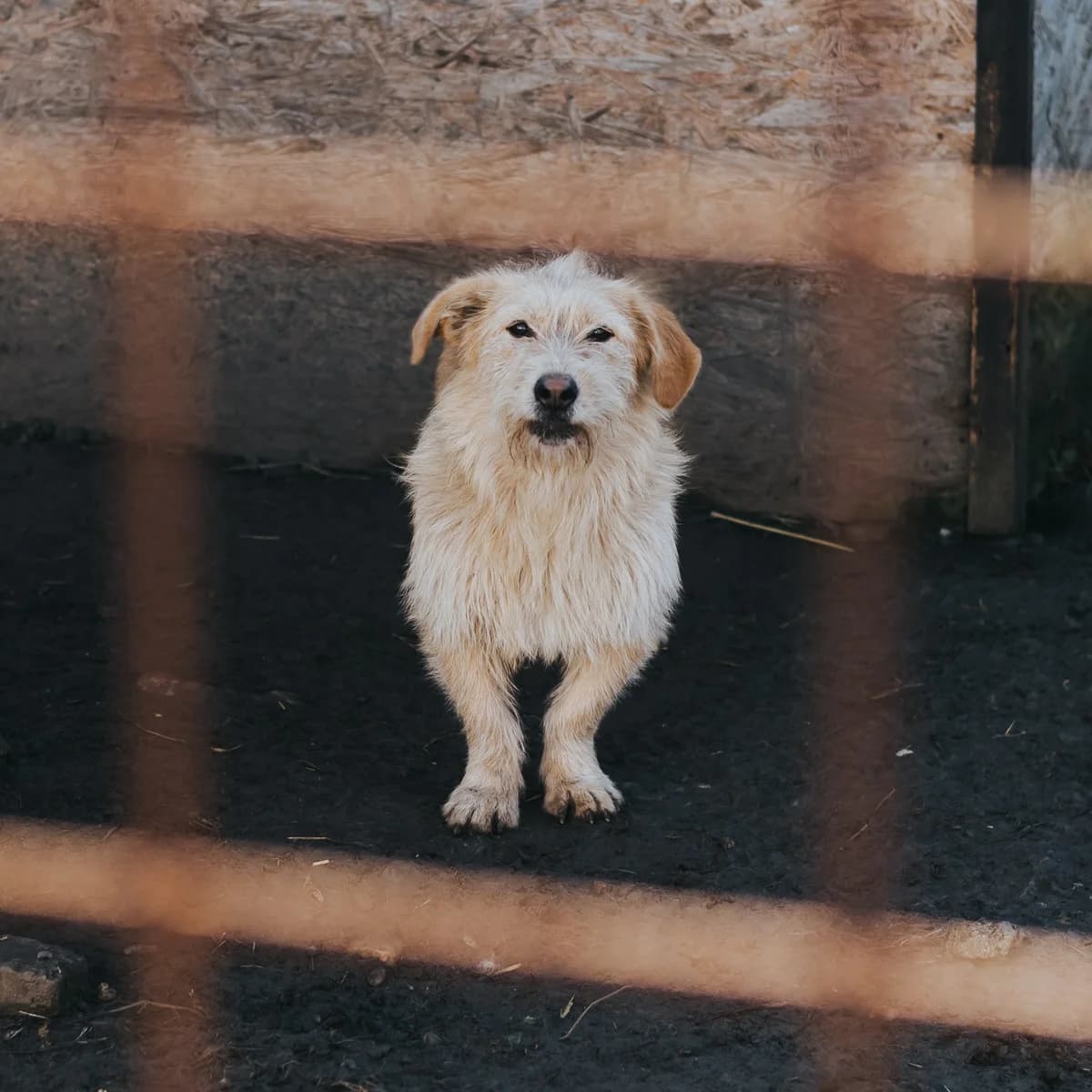 Fiona, female 7yo Mixed Breed for adoption at Arca lui Noe Cluj, Cluj-Napoca