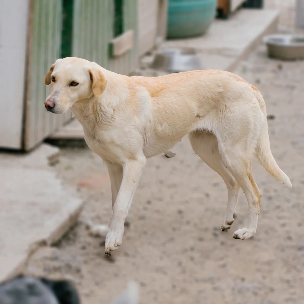 Geta, female 3yo Mixed Breed for adoption at Arca lui Noe Cluj, Cluj-Napoca