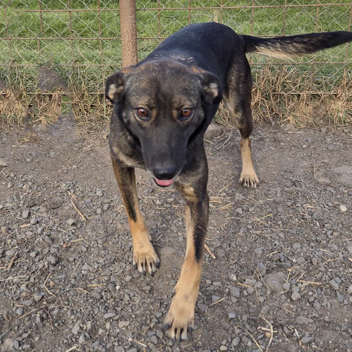 Gina, female young Mixed Breed for adoption at Arca lui Noe Cluj, Cluj-Napoca