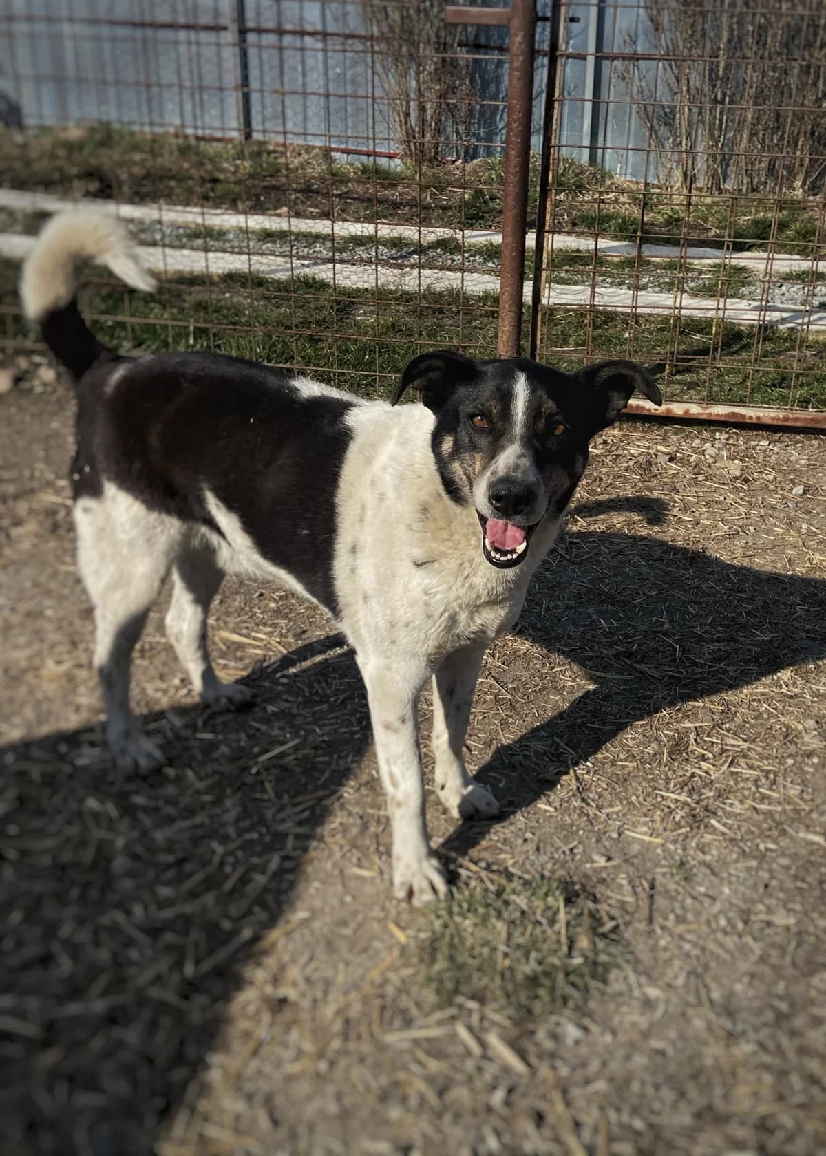 Gyuri, male 5yo Mixed Breed for adoption at Arca lui Noe Cluj, Cluj-Napoca