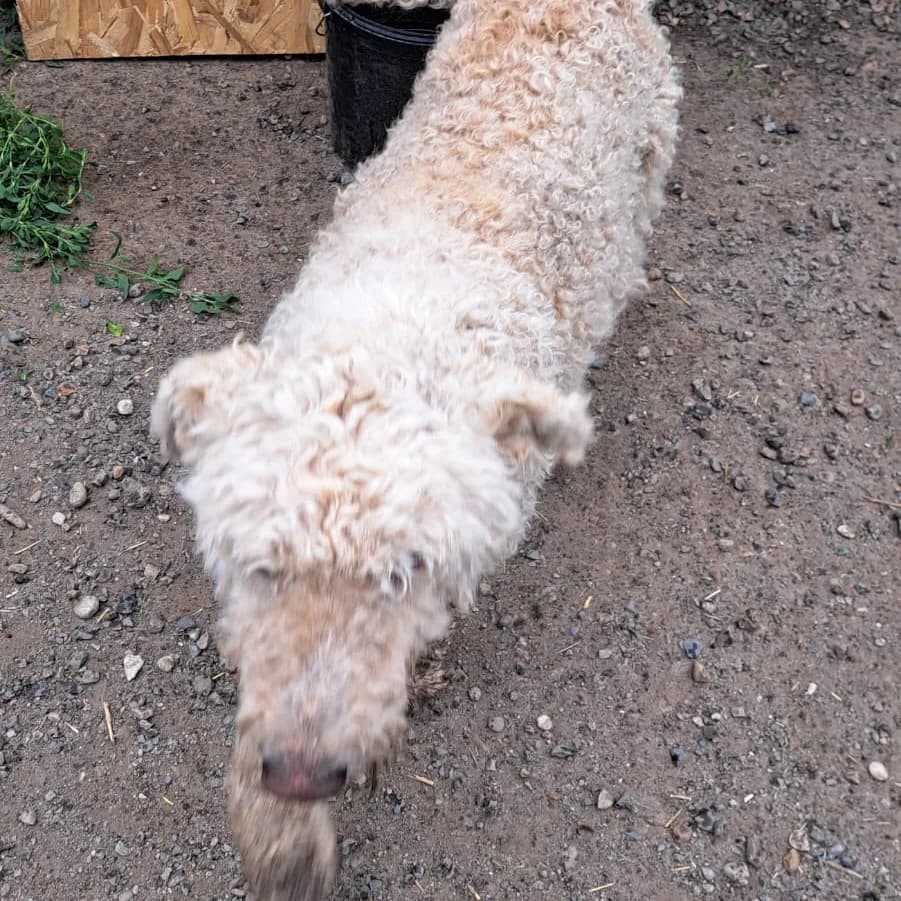 Horea, male young Mixed Breed for adoption at Arca lui Noe Cluj, Cluj-Napoca