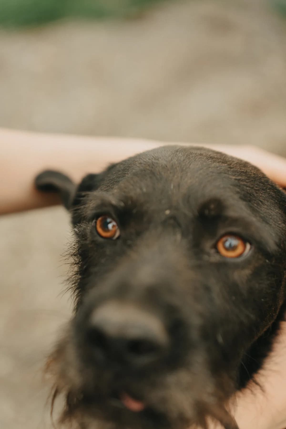 Iazu, male 5yo Mixed Breed for adoption at Arca lui Noe Cluj, Cluj-Napoca