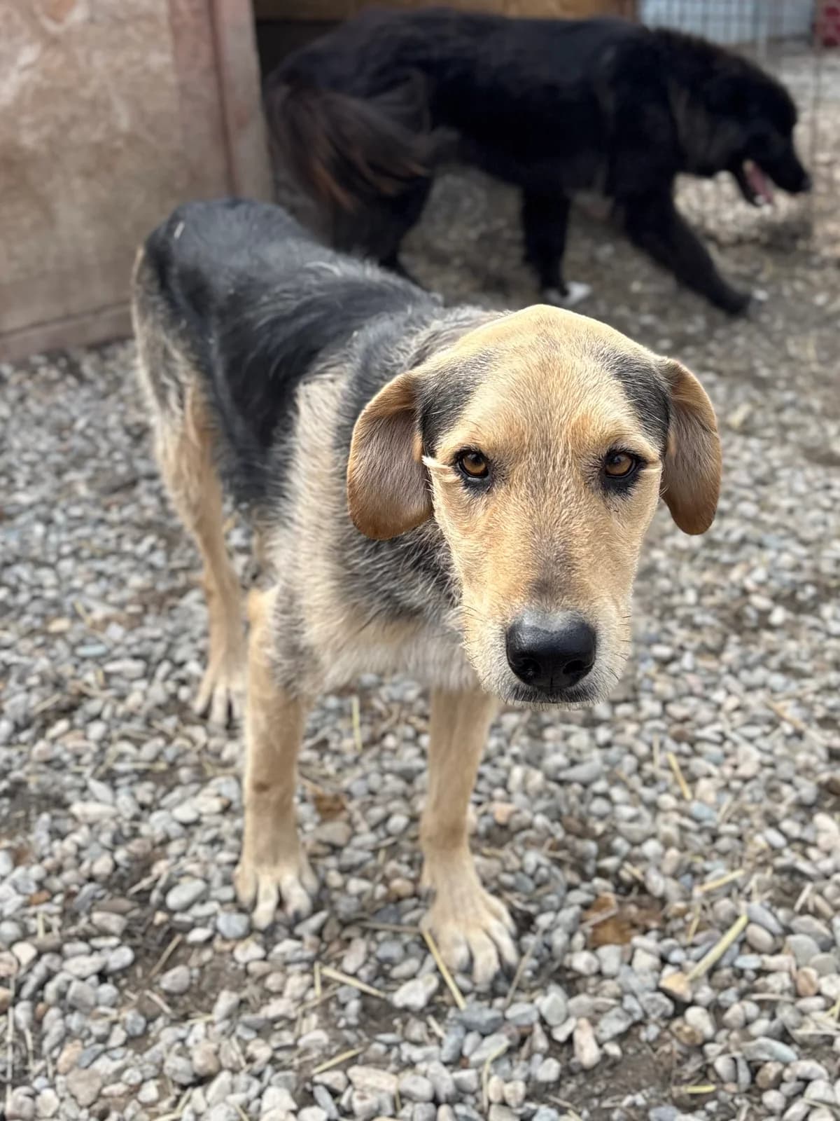 Ikram, male 4yo Mixed Breed for adoption at Arca lui Noe Cluj, Cluj-Napoca