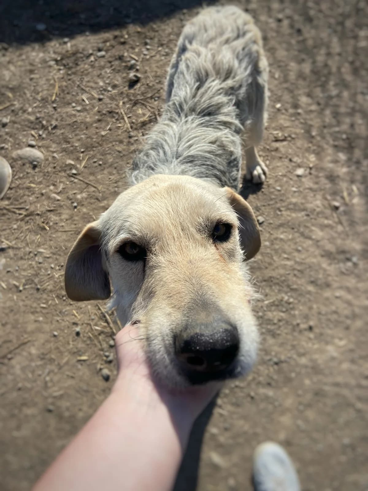 Ismail, male 4yo Mixed Breed for adoption at Arca lui Noe Cluj, Cluj-Napoca