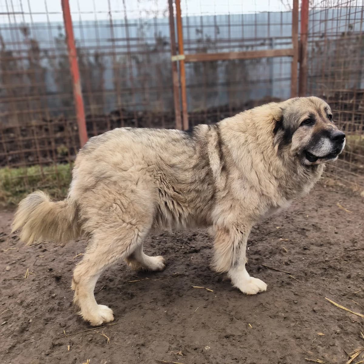 Leti, female young Mixed Breed for adoption at Arca lui Noe Cluj, Cluj-Napoca