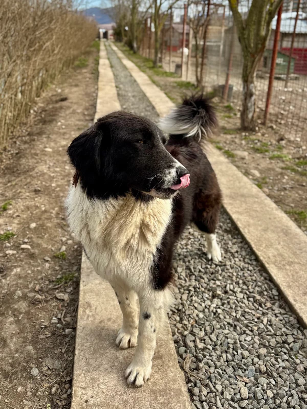 Leyla, female young Mixed Breed for adoption at Arca lui Noe Cluj, Cluj-Napoca