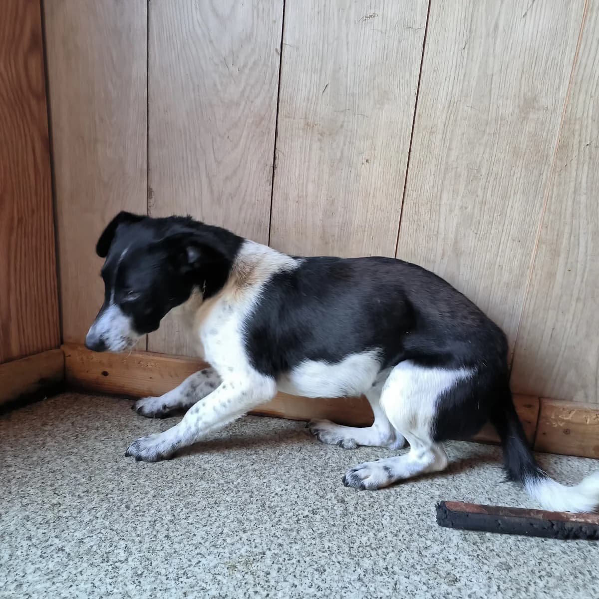 Lili, female young Mixed Breed for adoption at Arca lui Noe Cluj, Cluj-Napoca