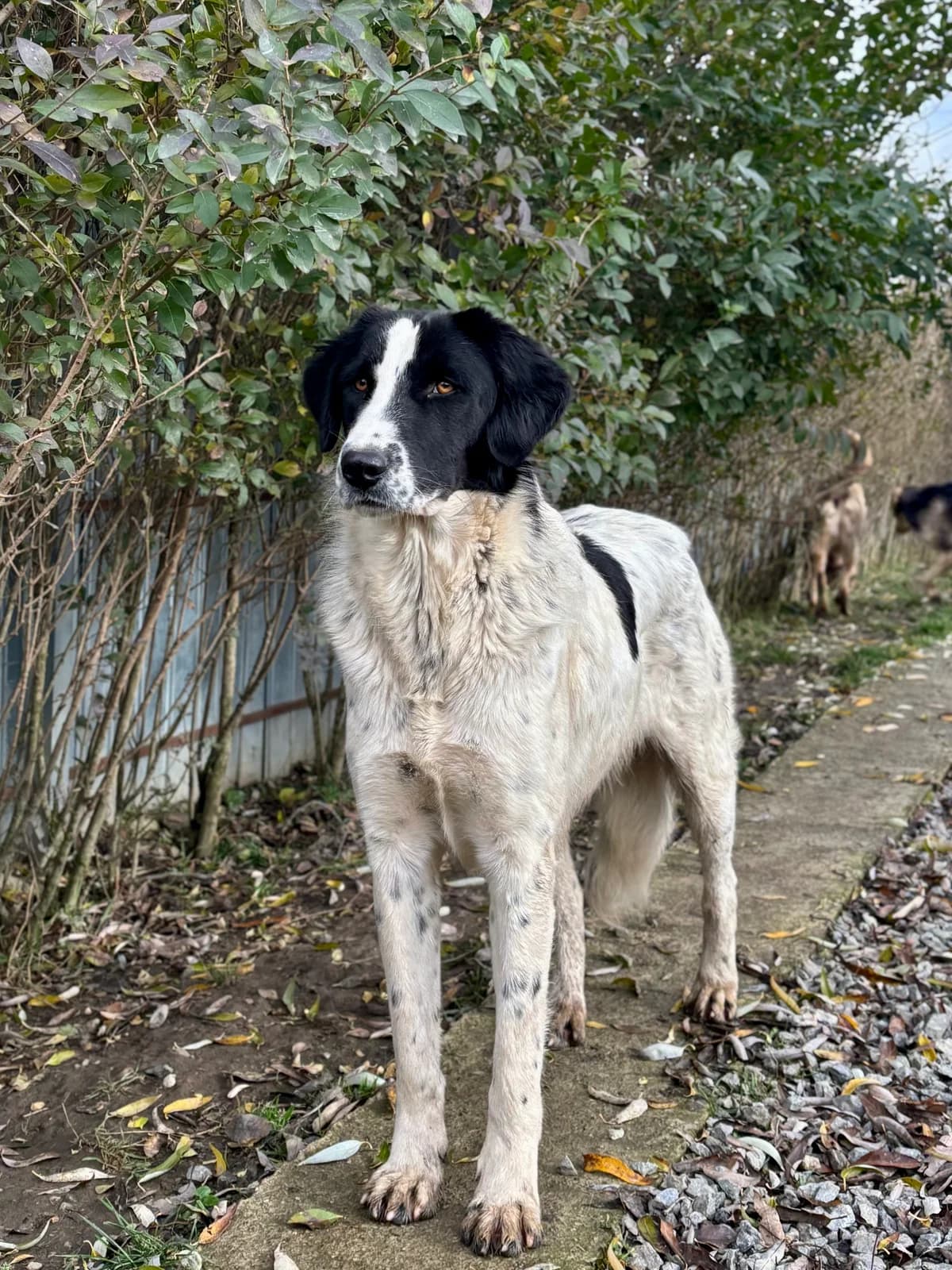 Lissy, female young Mixed Breed for adoption at Arca lui Noe Cluj, Cluj-Napoca
