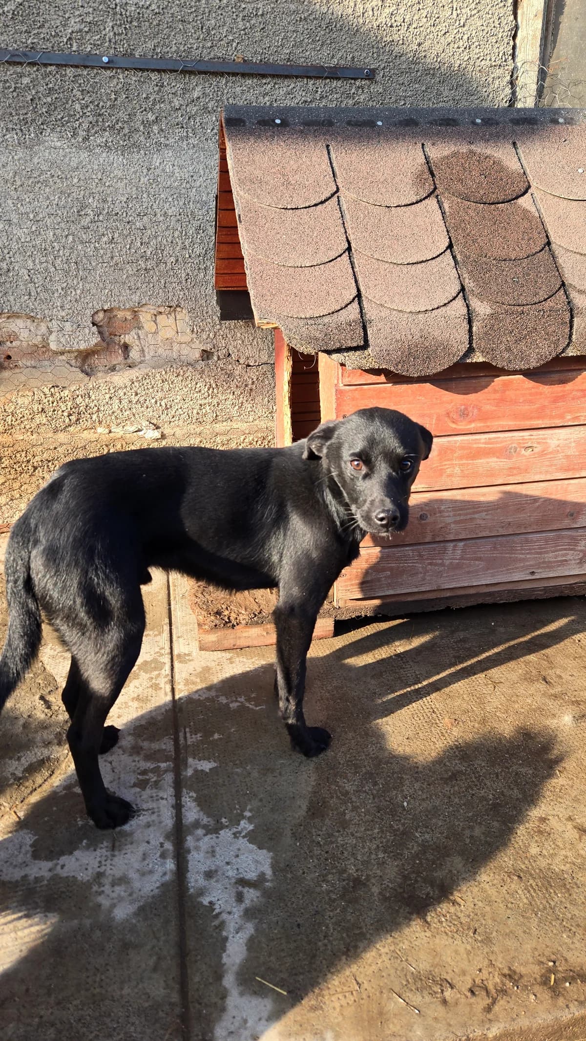 Lord, male puppy Mixed Breed for adoption at Arca lui Noe Cluj, Cluj-Napoca