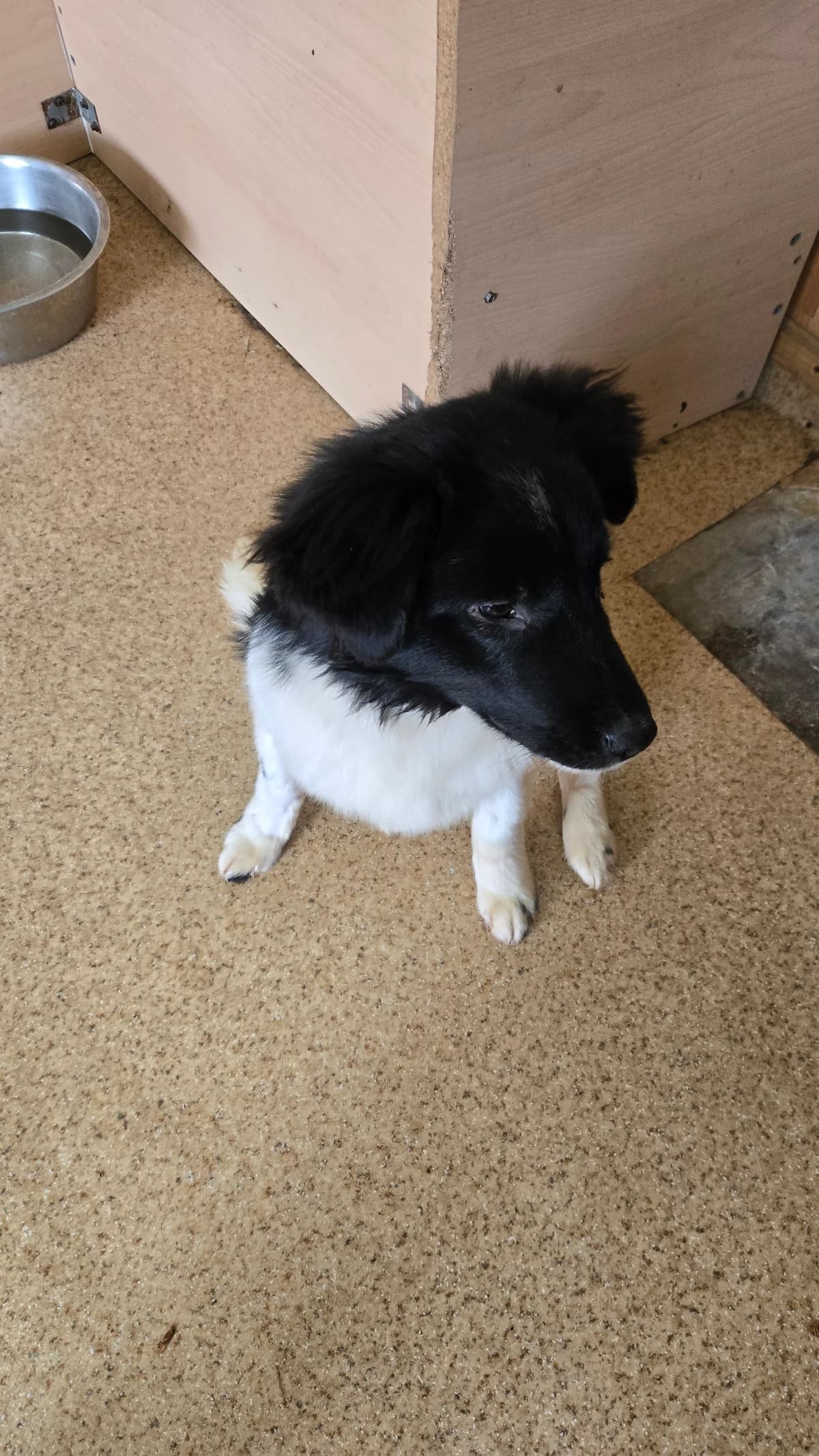Lucian, male puppy Mixed Breed for adoption at Arca lui Noe Cluj, Cluj-Napoca