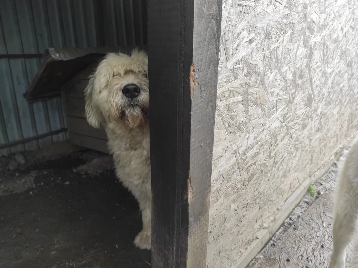 Mary, female senior Mixed Breed for adoption at Arca lui Noe Cluj, Cluj-Napoca
