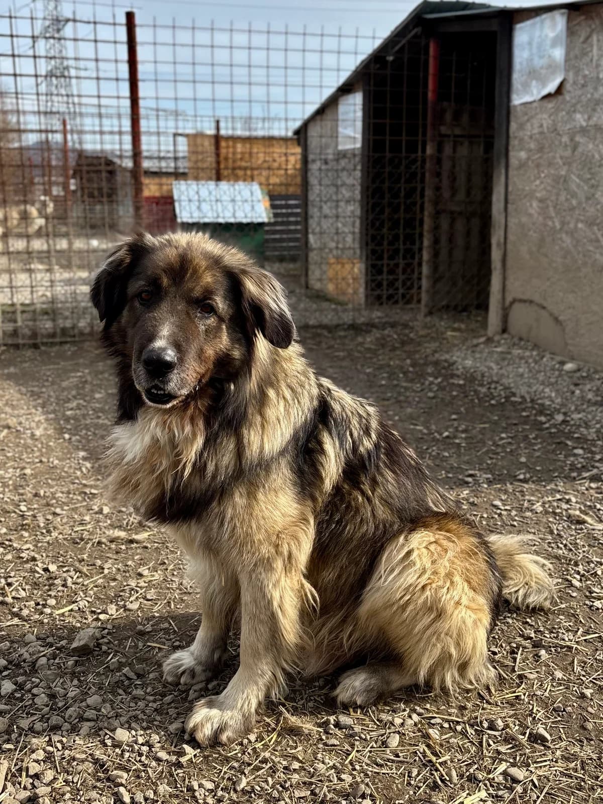 Matte, male 6yo Mixed Breed for adoption at Arca lui Noe Cluj, Cluj-Napoca