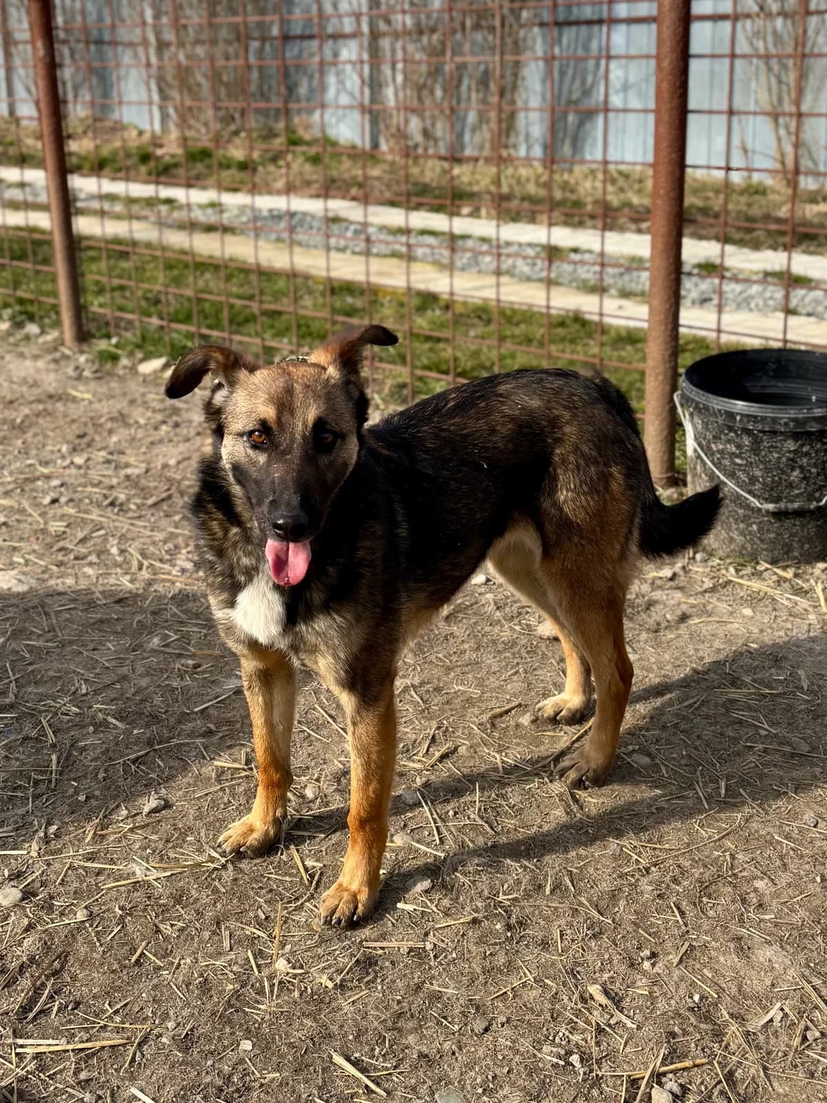 Maya, female young Mixed Breed for adoption at Arca lui Noe Cluj, Cluj-Napoca