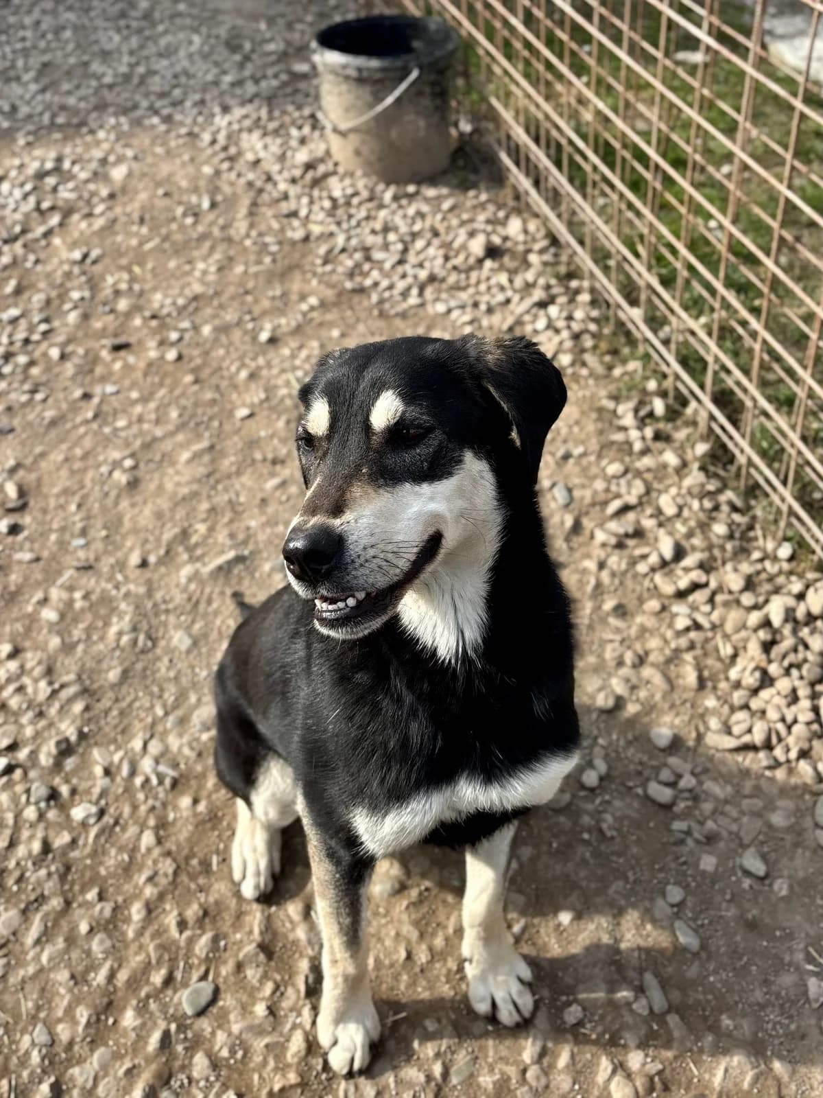 Mia, female young Mixed Breed for adoption at Arca lui Noe Cluj, Cluj-Napoca
