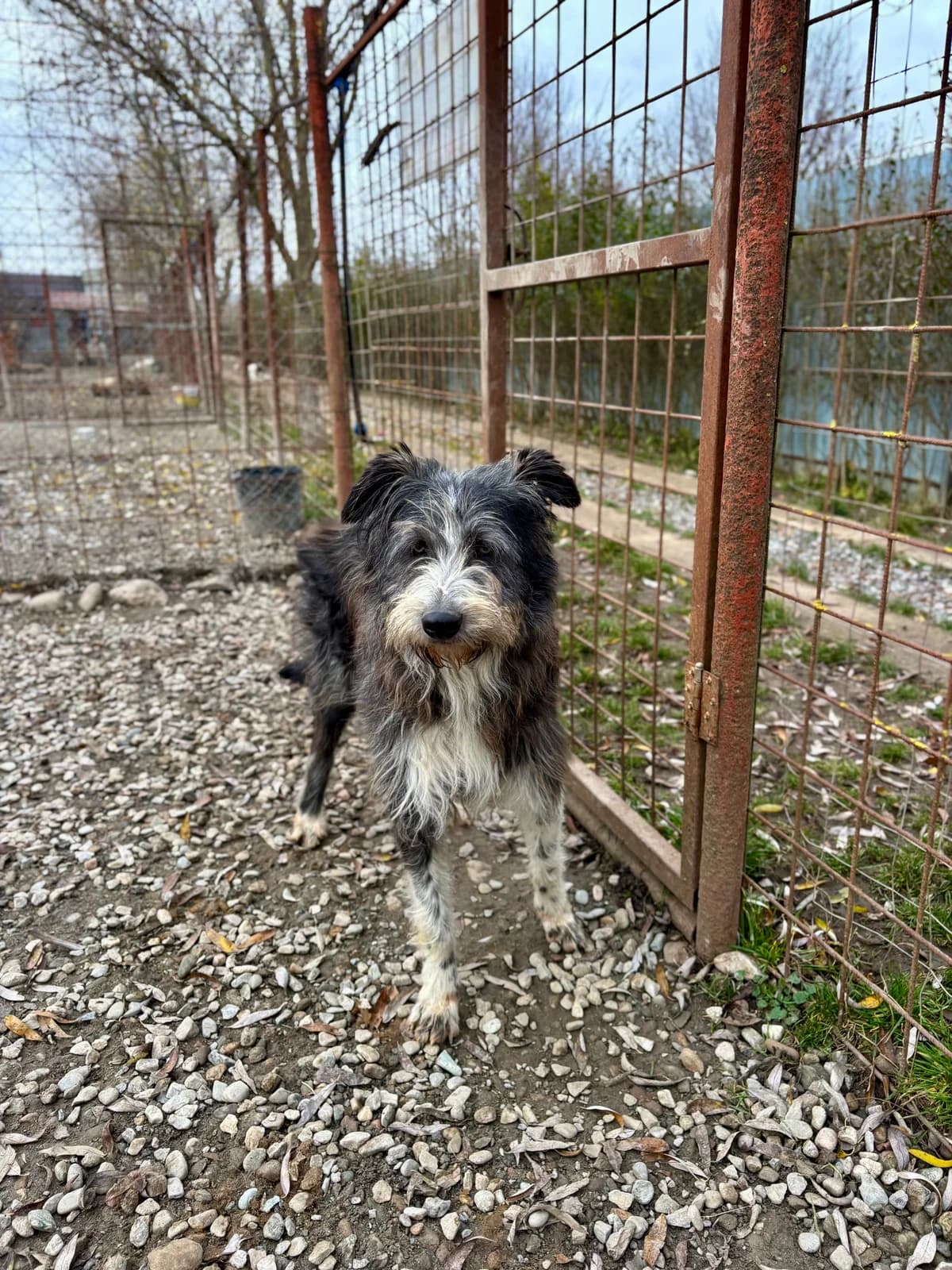 Mickey, male 3yo Mixed Breed for adoption at Arca lui Noe Cluj, Cluj-Napoca