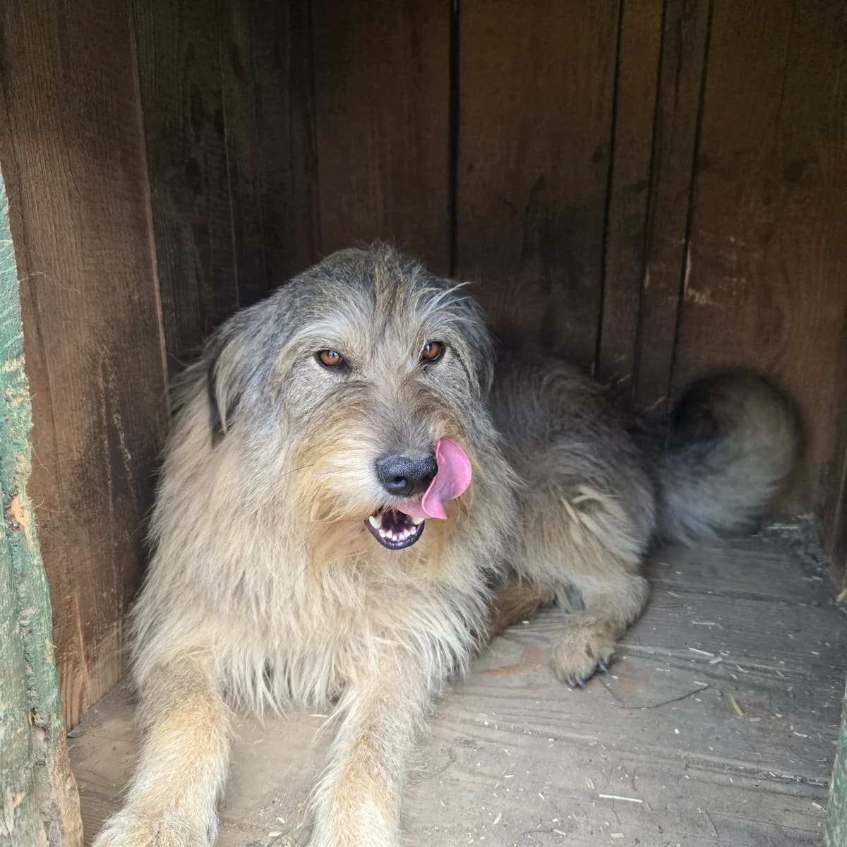Mihaela, female young Mixed Breed for adoption at Arca lui Noe Cluj, Cluj-Napoca