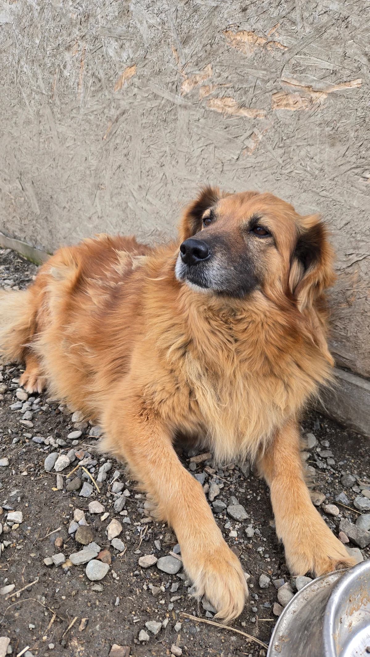 Nadia, female puppy Mixed Breed for adoption at Arca lui Noe Cluj, Cluj-Napoca