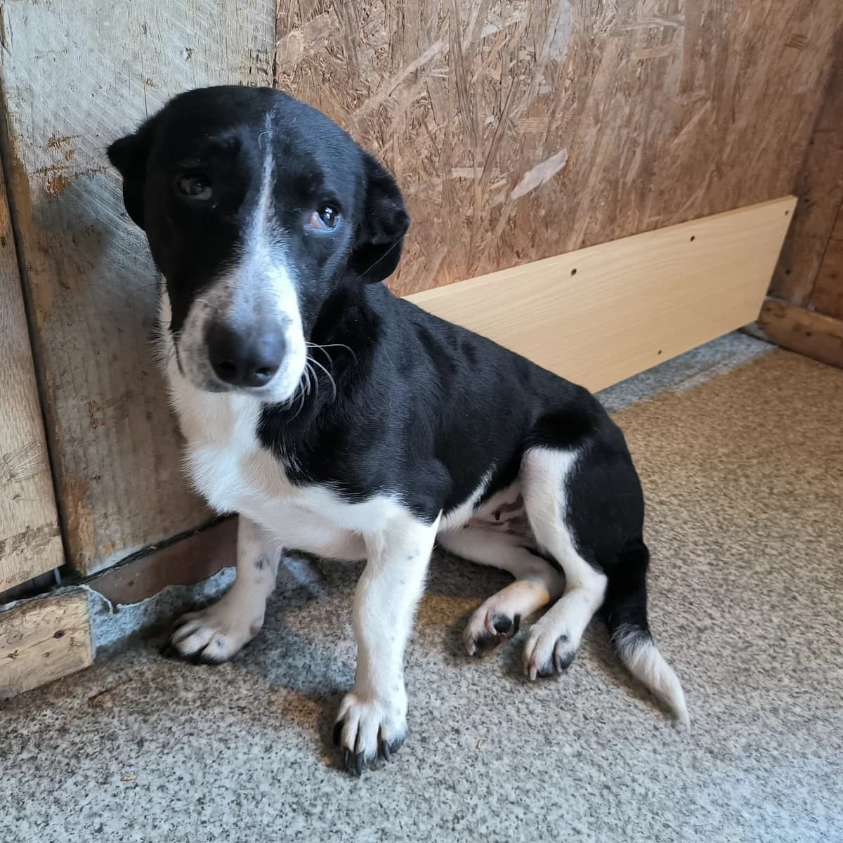 Neli, female young Mixed Breed for adoption at Arca lui Noe Cluj, Cluj-Napoca