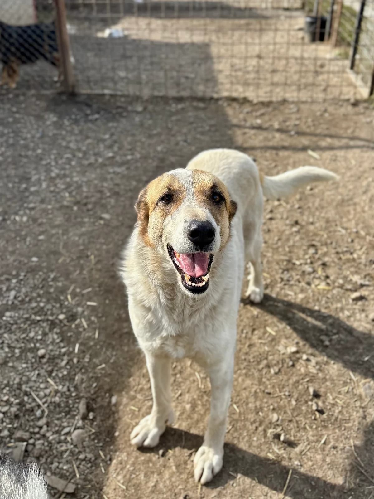 Olga, female 5yo Mixed Breed for adoption at Arca lui Noe Cluj, Cluj-Napoca