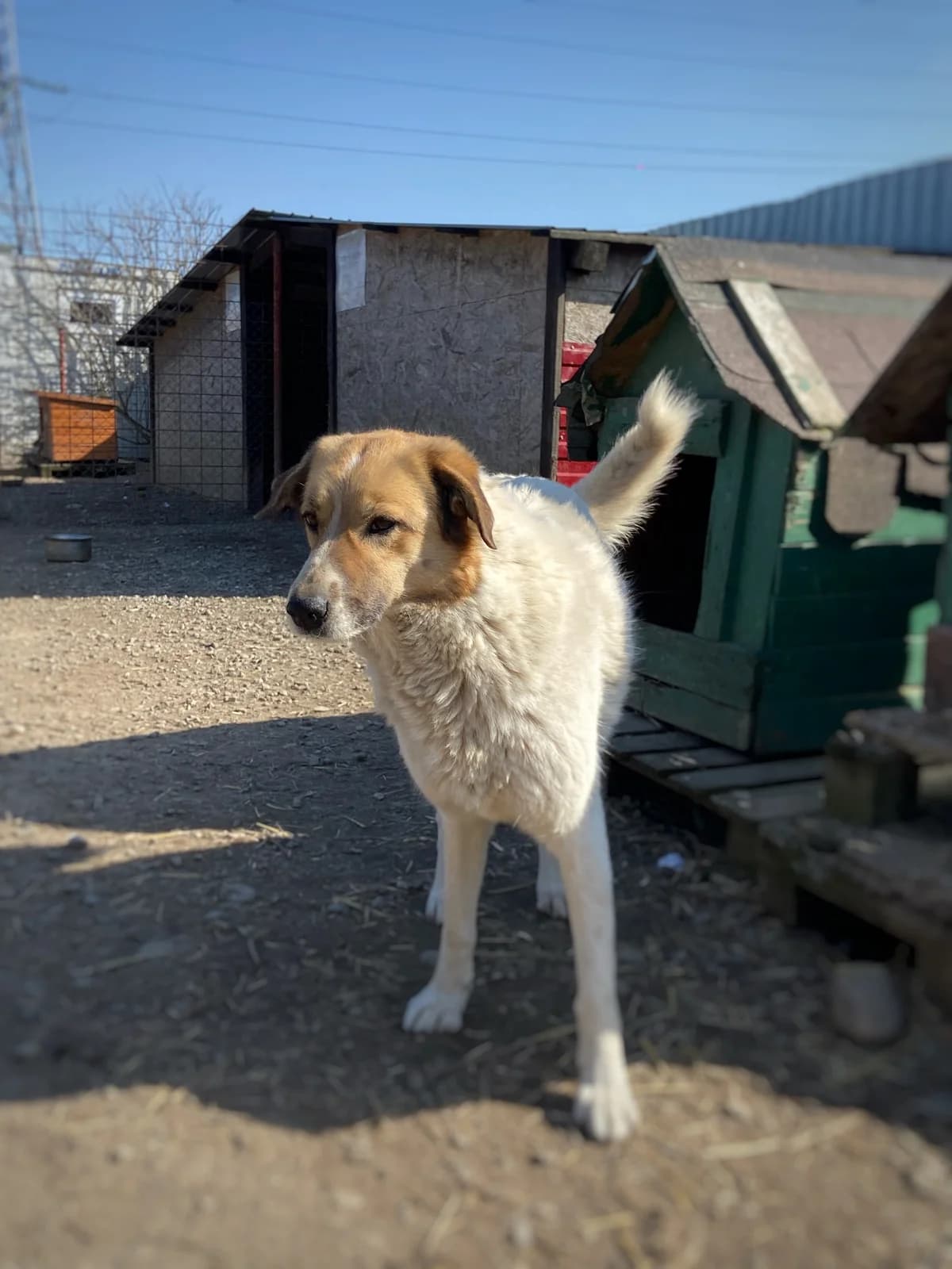 Onyx, female 5yo Mixed Breed for adoption at Arca lui Noe Cluj, Cluj-Napoca