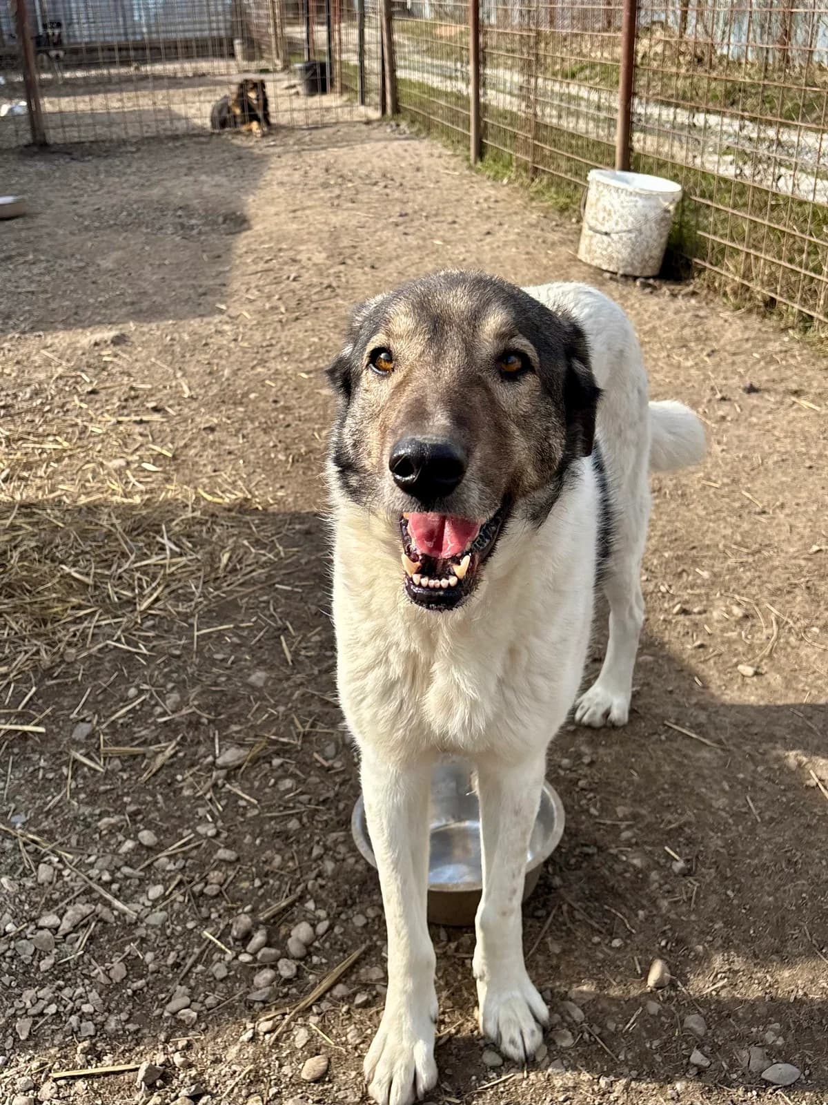 Oreo, male 5yo Mixed Breed for adoption at Arca lui Noe Cluj, Cluj-Napoca