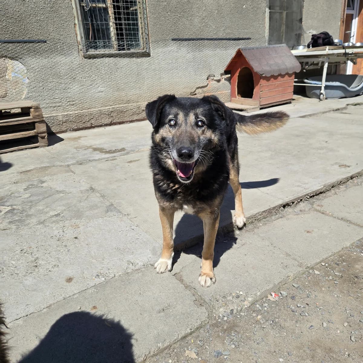 Paul, male young Mixed Breed for adoption at Arca lui Noe Cluj, Cluj-Napoca