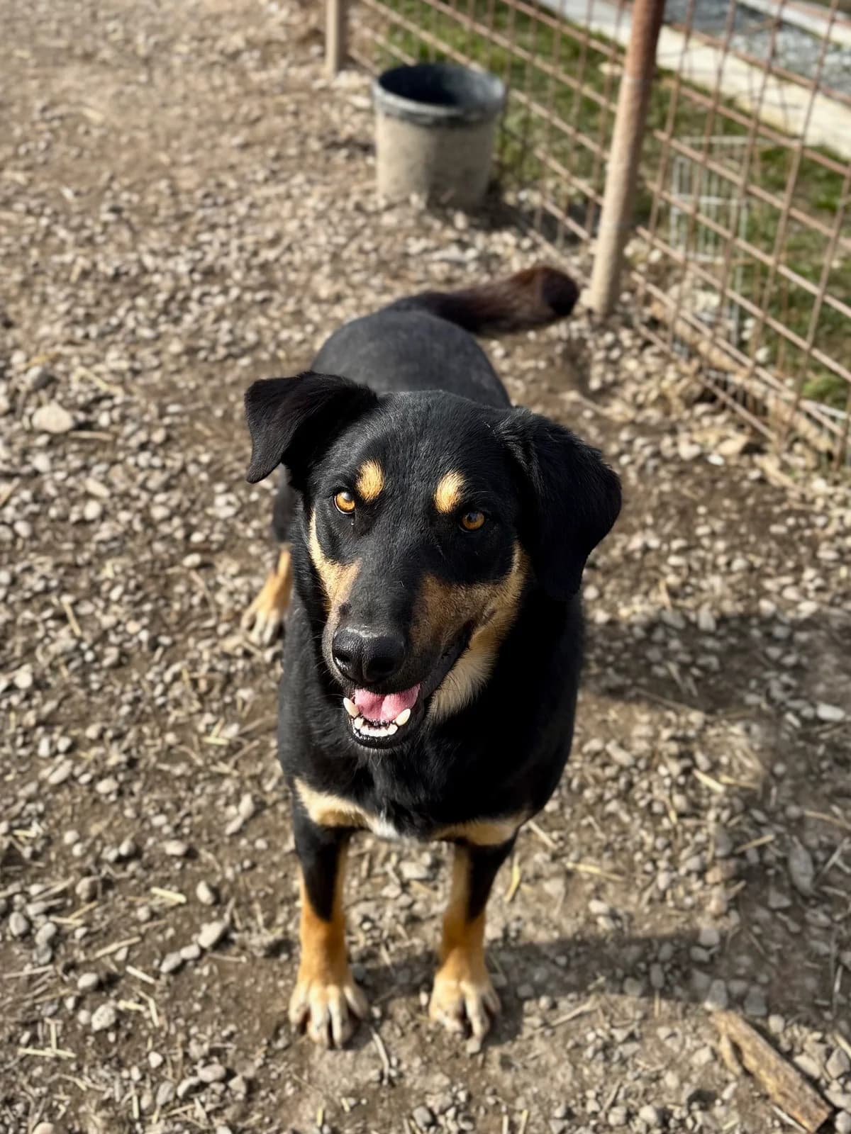 Paula, female young Mixed Breed for adoption at Arca lui Noe Cluj, Cluj-Napoca