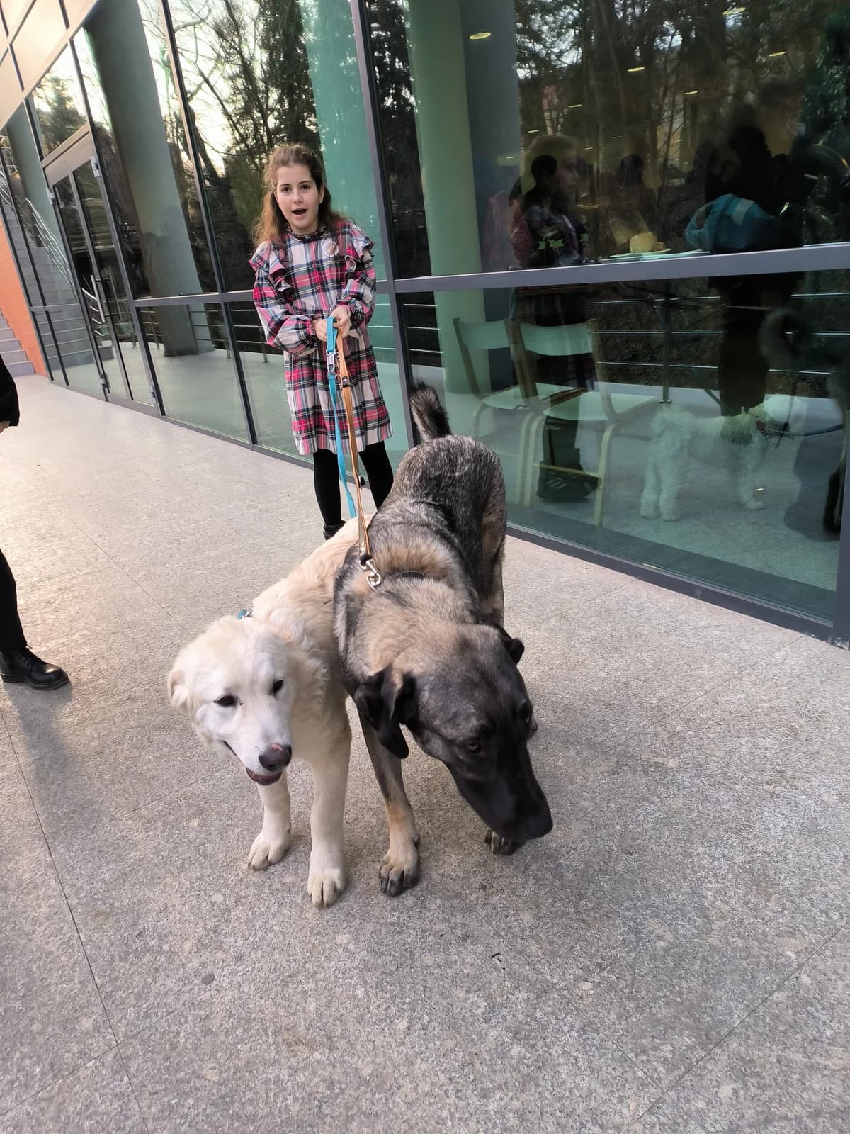 Pic, male 4yo Mixed Breed for adoption at Arca lui Noe Cluj, Cluj-Napoca