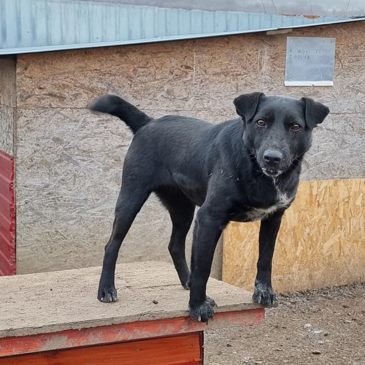 Profa, female Mixed Breed for adoption at Arca lui Noe Cluj, Cluj-Napoca