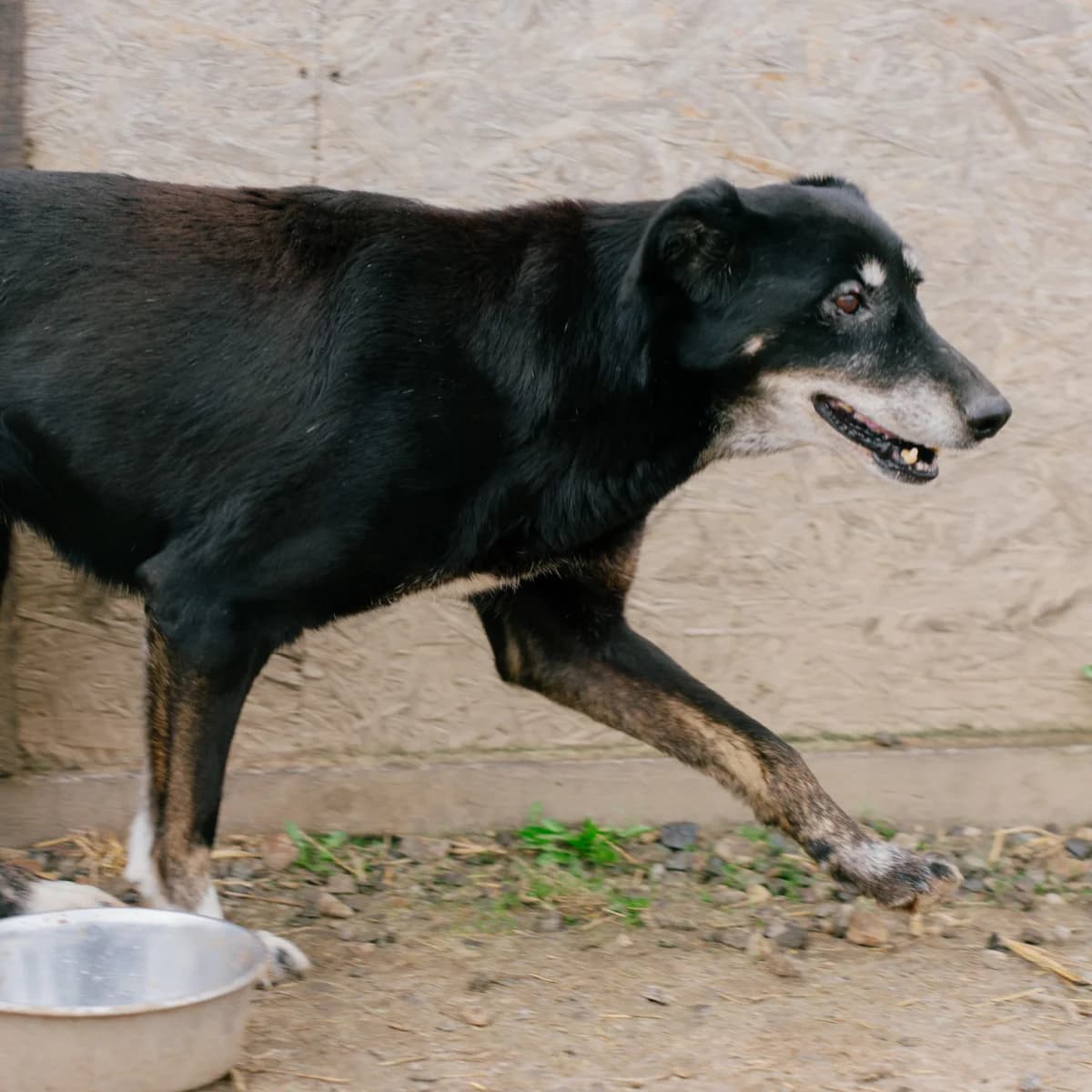 Reia, female Mixed Breed for adoption at Arca lui Noe Cluj, Cluj-Napoca
