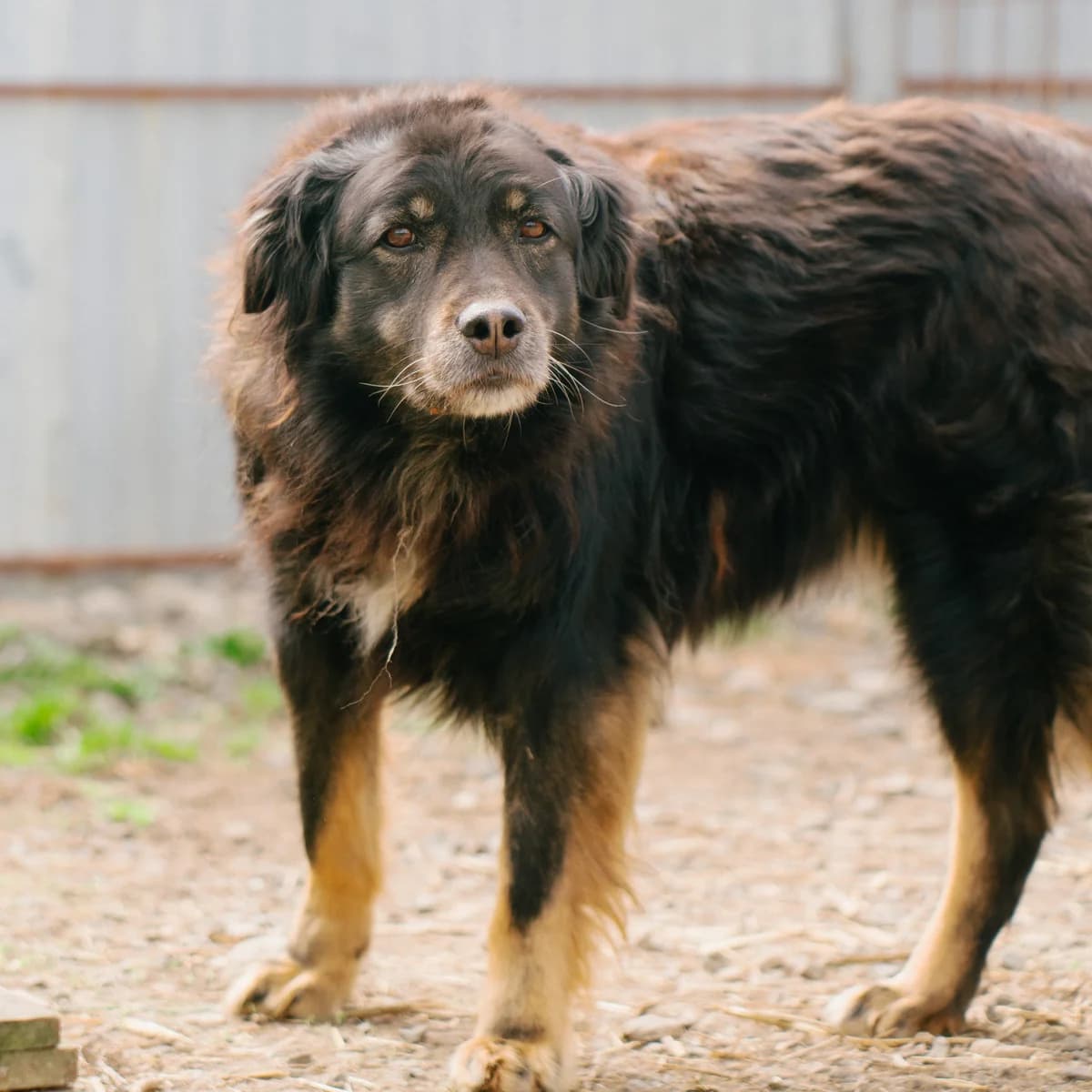 Remy, female senior Mixed Breed for adoption at Arca lui Noe Cluj, Cluj-Napoca