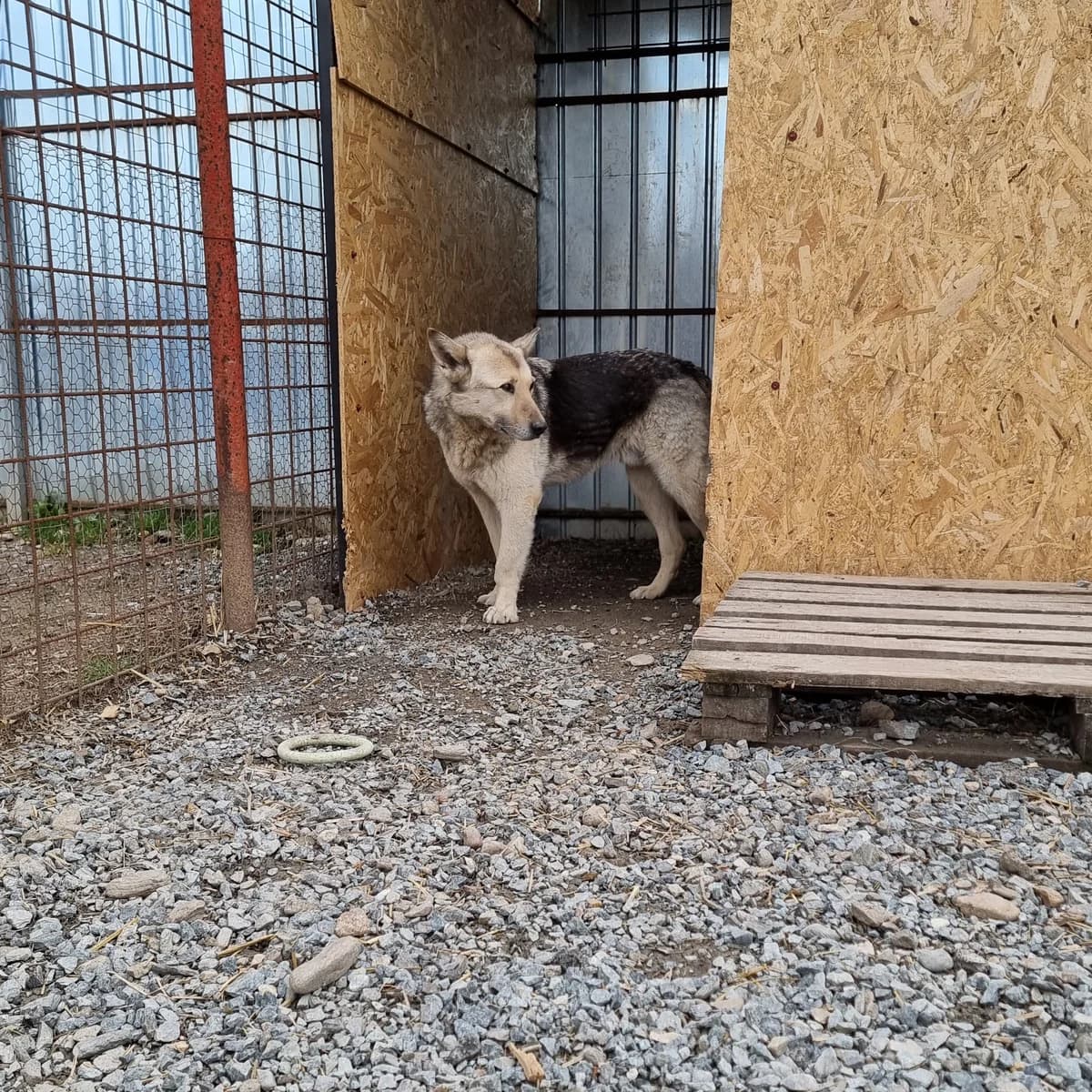 Rex, male Mixed Breed for adoption at Arca lui Noe Cluj, Cluj-Napoca