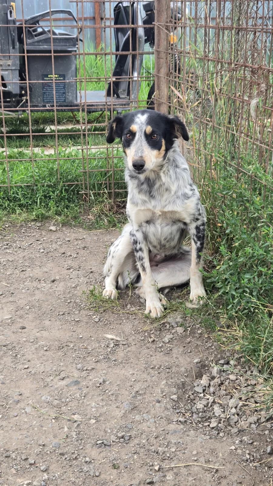Roxi, female Mixed Breed for adoption at Arca lui Noe Cluj, Cluj-Napoca