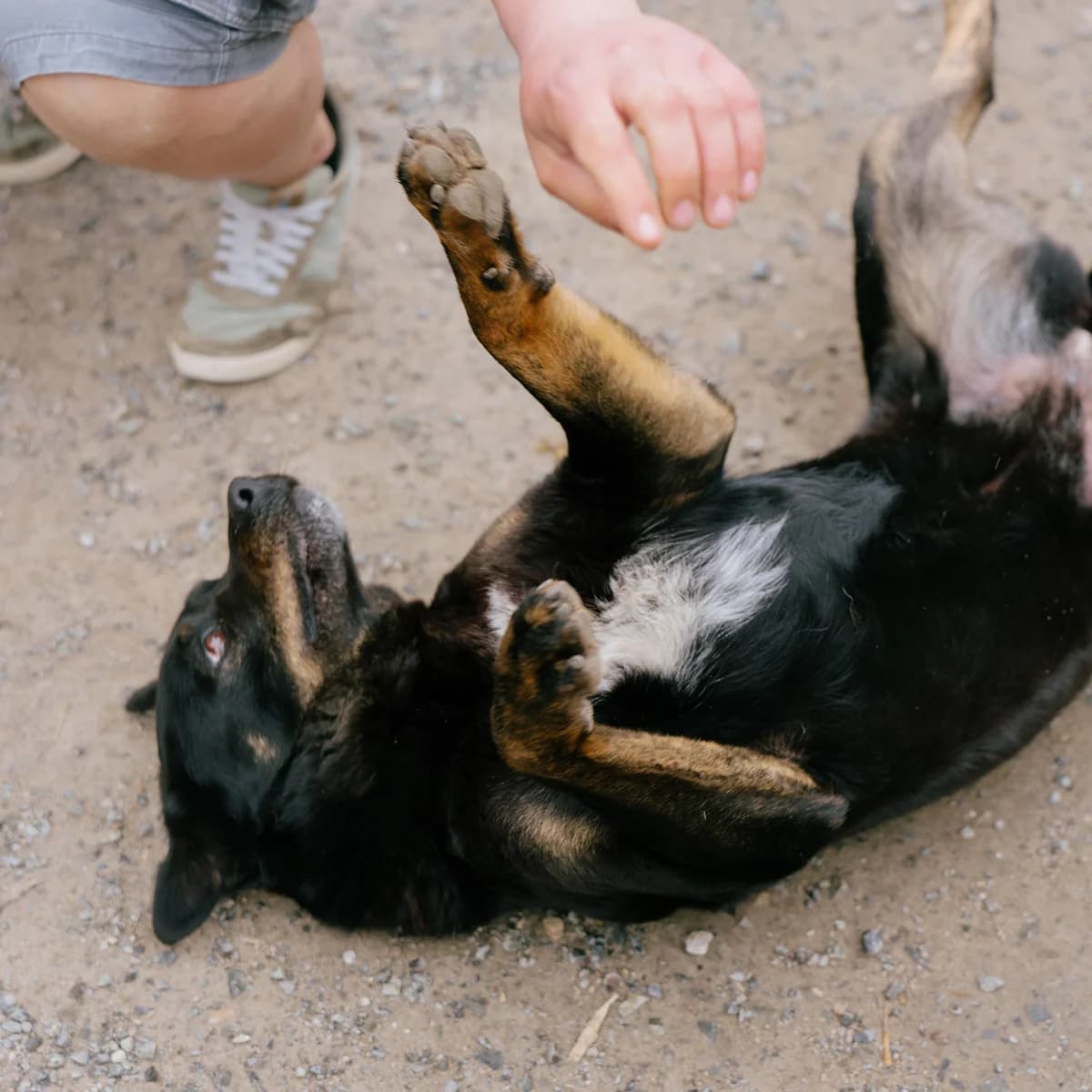 Samar, female Mixed Breed for adoption at Arca lui Noe Cluj, Cluj-Napoca