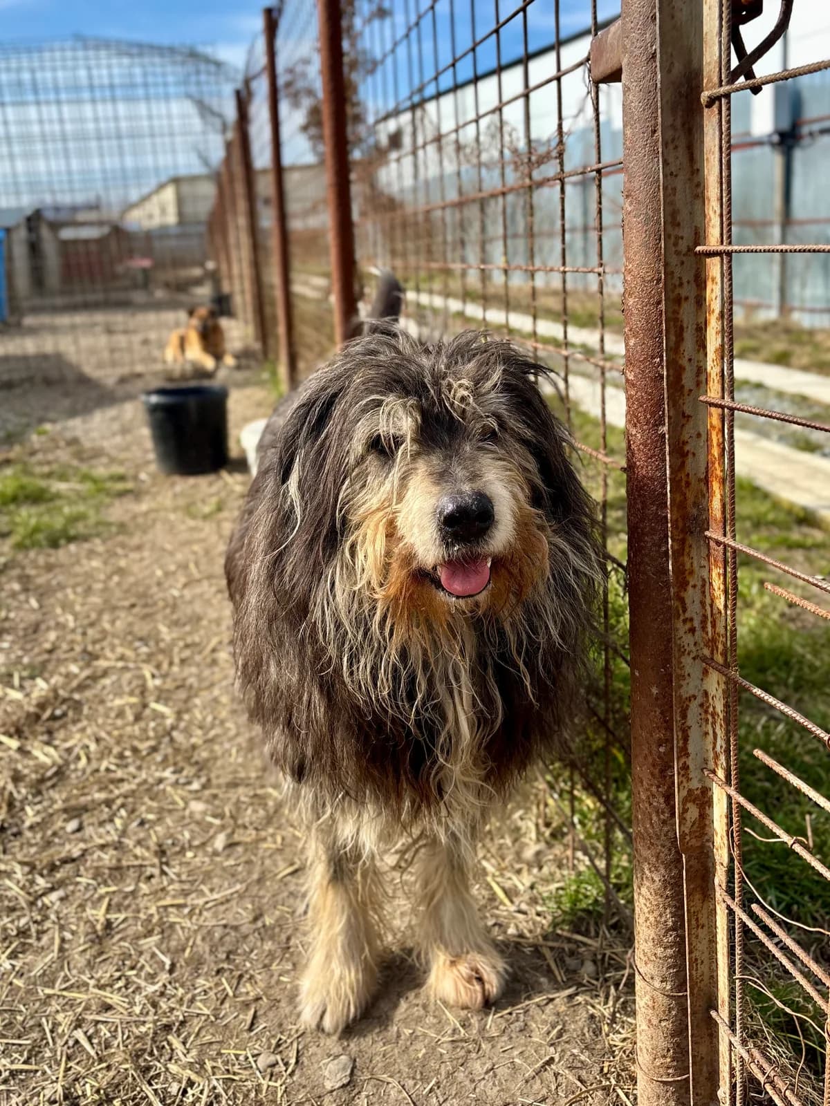 Smidu, male 5yo Mixed Breed for adoption at Arca lui Noe Cluj, Cluj-Napoca