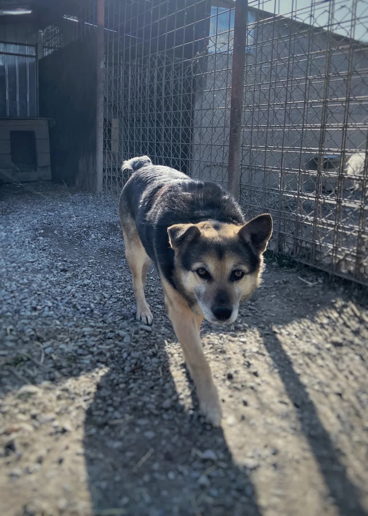 Sultan, male Mixed Breed for adoption at Arca lui Noe Cluj, Cluj-Napoca