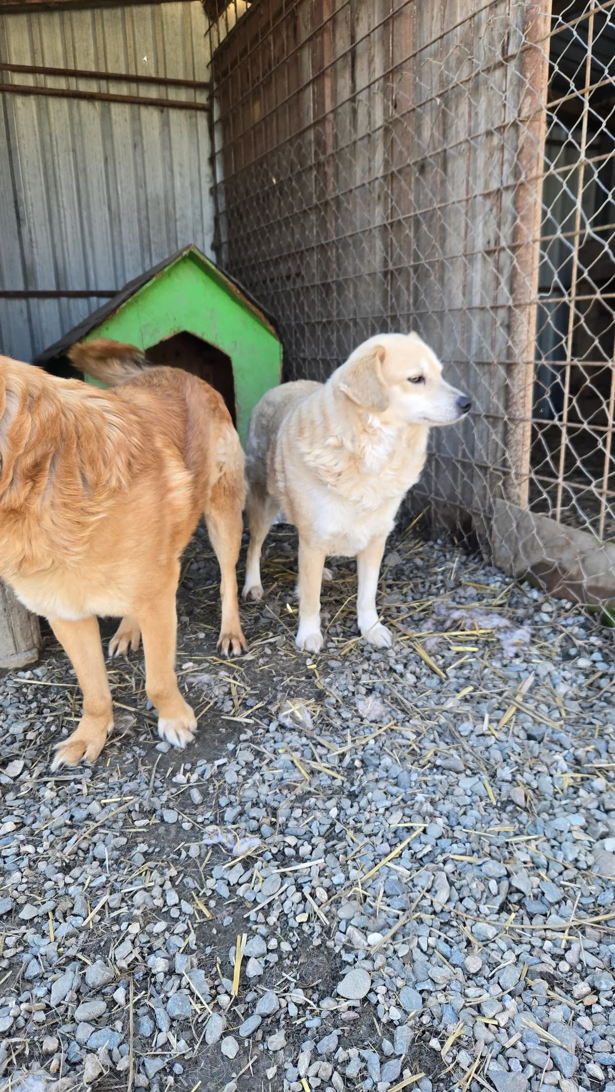 Uca, female young Mixed Breed for adoption at Arca lui Noe Cluj, Cluj-Napoca