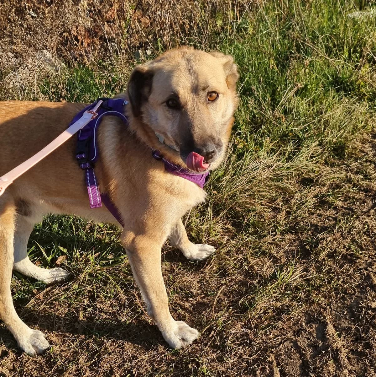 Ursu Mic, male Mixed Breed for adoption at Arca lui Noe Cluj, Cluj-Napoca