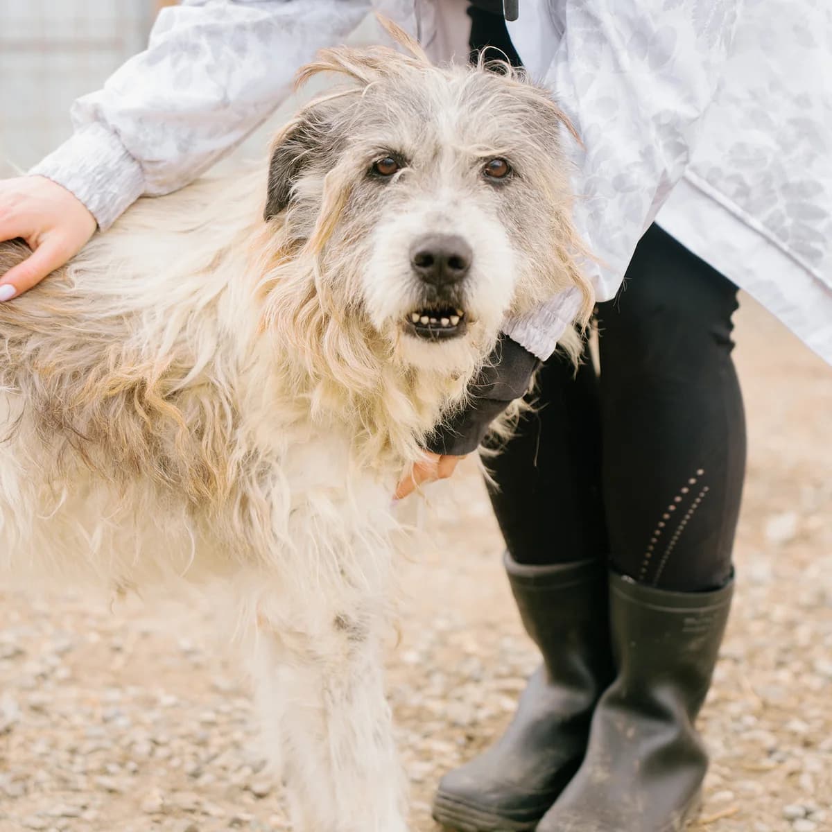 Vallys, male 7yo Mixed Breed for adoption at Arca lui Noe Cluj, Cluj-Napoca