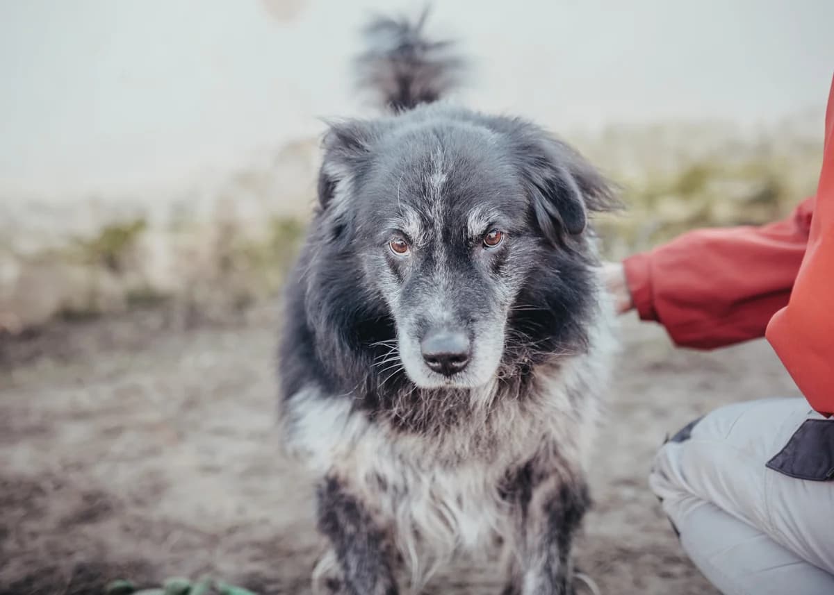 Aaron, male senior mixed breed for adoption at Arme Hundeseelen, Năsăud